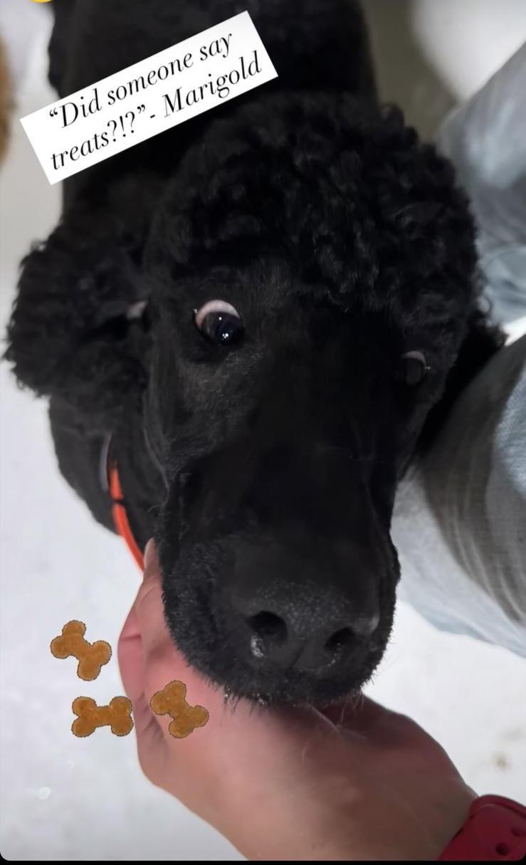 Enlarge Marigold, a Adoptable Standard Poodle in Greeneville, TN image 3/5