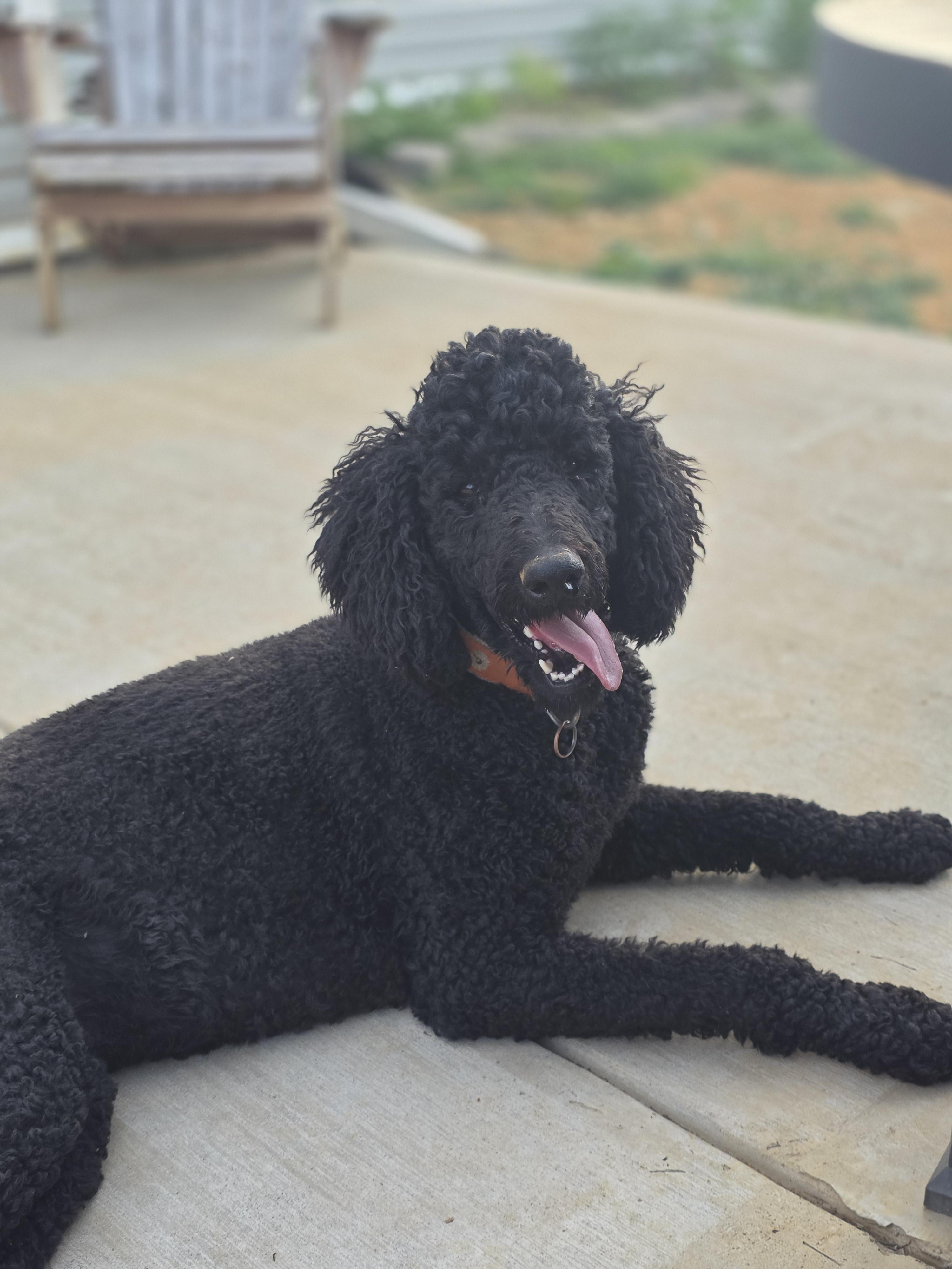 Enlarge Marigold, a Adoptable Standard Poodle in Greeneville, TN image 4/5