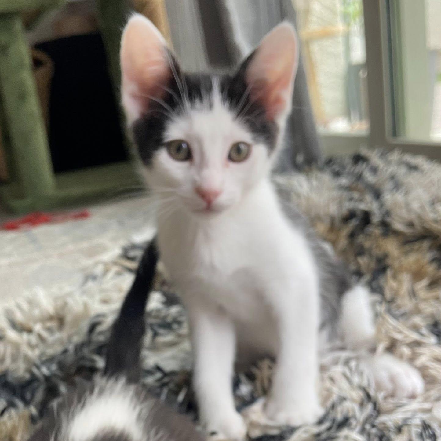 Enlarge Kai, a ADOPTABLE Domestic Short Hair in Queen Creek, AZ image 1/3