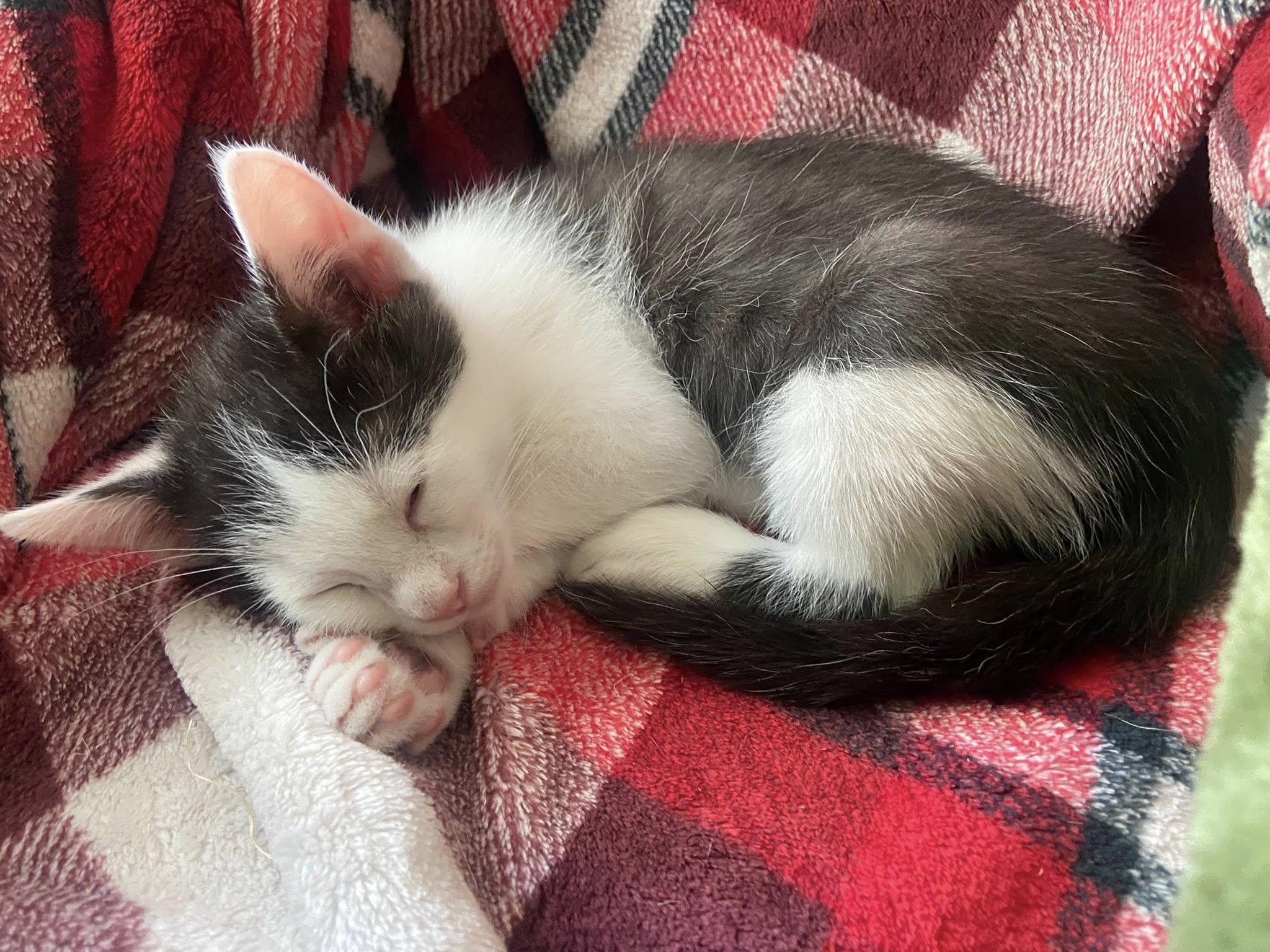 Enlarge Kai, a ADOPTABLE Domestic Short Hair in Queen Creek, AZ image 2/3