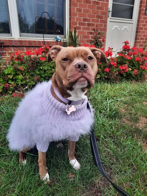 Enlarge Bunny (Foster Needed), a Adoptable American Staffordshire Terrier in Indianapolis, IN image 1/5