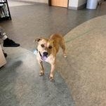 Enlarge Charlotta 60603942, a ADOPTABLE Mixed Breed in Harvey , LA image 1/2