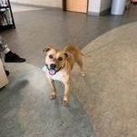 Enlarge Charlotta 60603942, a ADOPTABLE Mixed Breed in Harvey , LA image 2/2