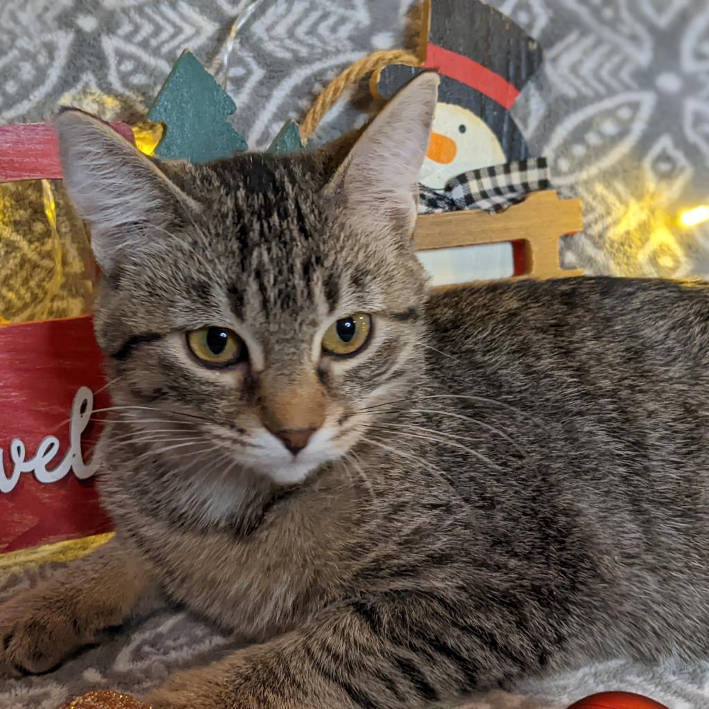 Selenite, a Adoptable Domestic Short Hair in Greenwood, MO image 1/6