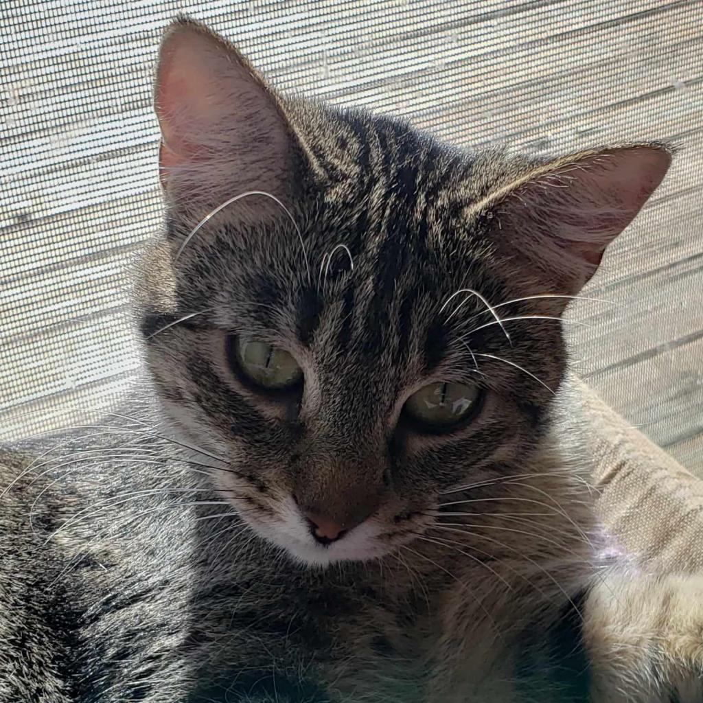 Selenite, a Adoptable Domestic Short Hair in Greenwood, MO image 3/6