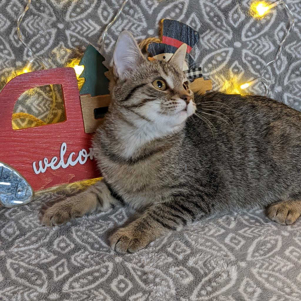 Selenite, a Adoptable Domestic Short Hair in Greenwood, MO image 6/6