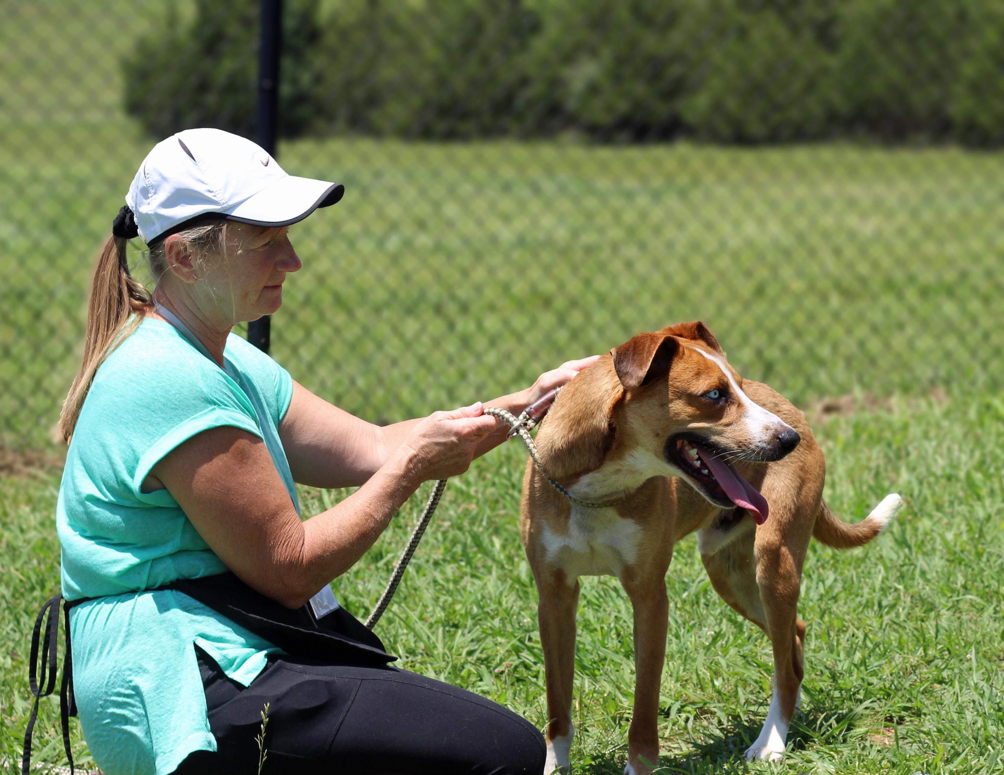 Enlarge Miller, a ADOPTABLE mixed breed in Lebanon, TN image 6/6