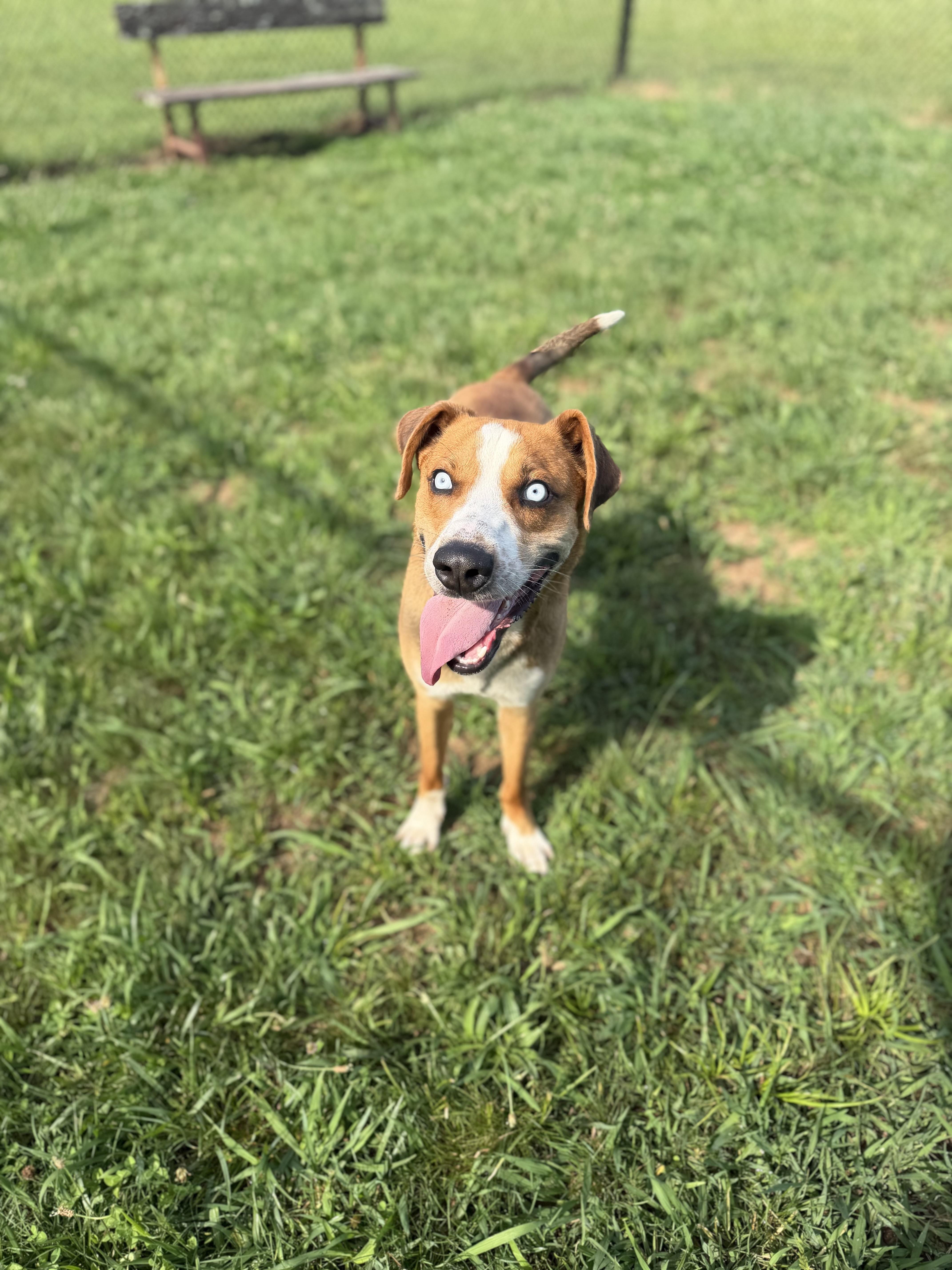 Miller, a ADOPTABLE mixed breed in Lebanon, TN image 1/6
