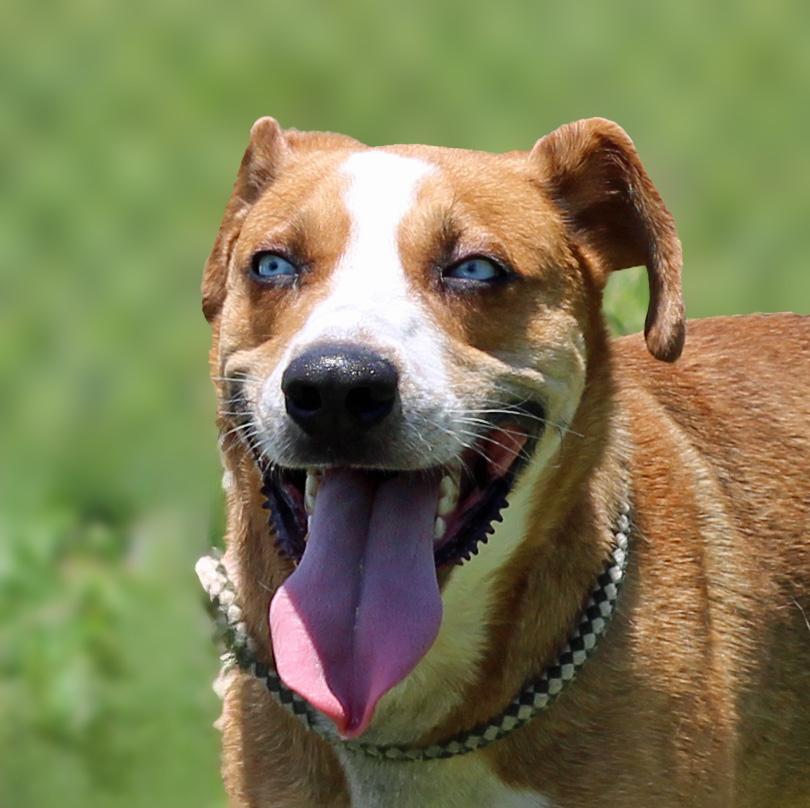Miller, ADOPTABLE, Young Male Shepherd & Mixed Breed.
