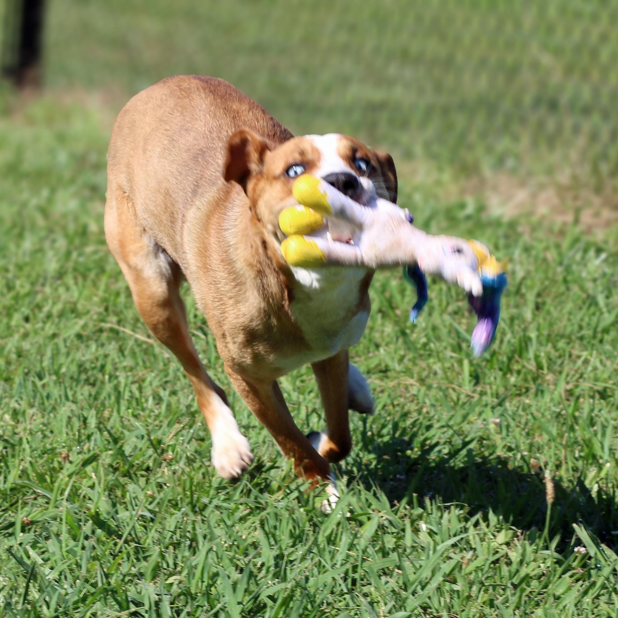 Enlarge Miller, a ADOPTABLE mixed breed in Lebanon, TN image 4/6
