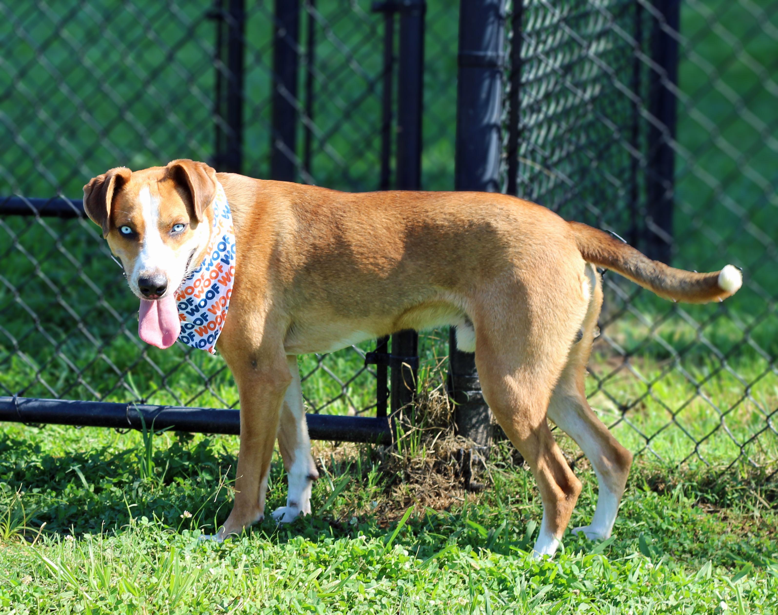 Enlarge Miller, a ADOPTABLE mixed breed in Lebanon, TN image 5/6