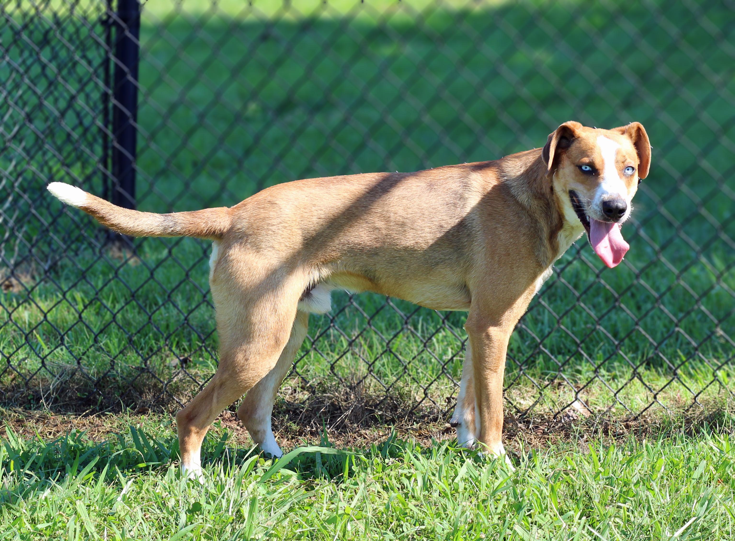 Enlarge Miller, a ADOPTABLE mixed breed in Lebanon, TN image 3/6