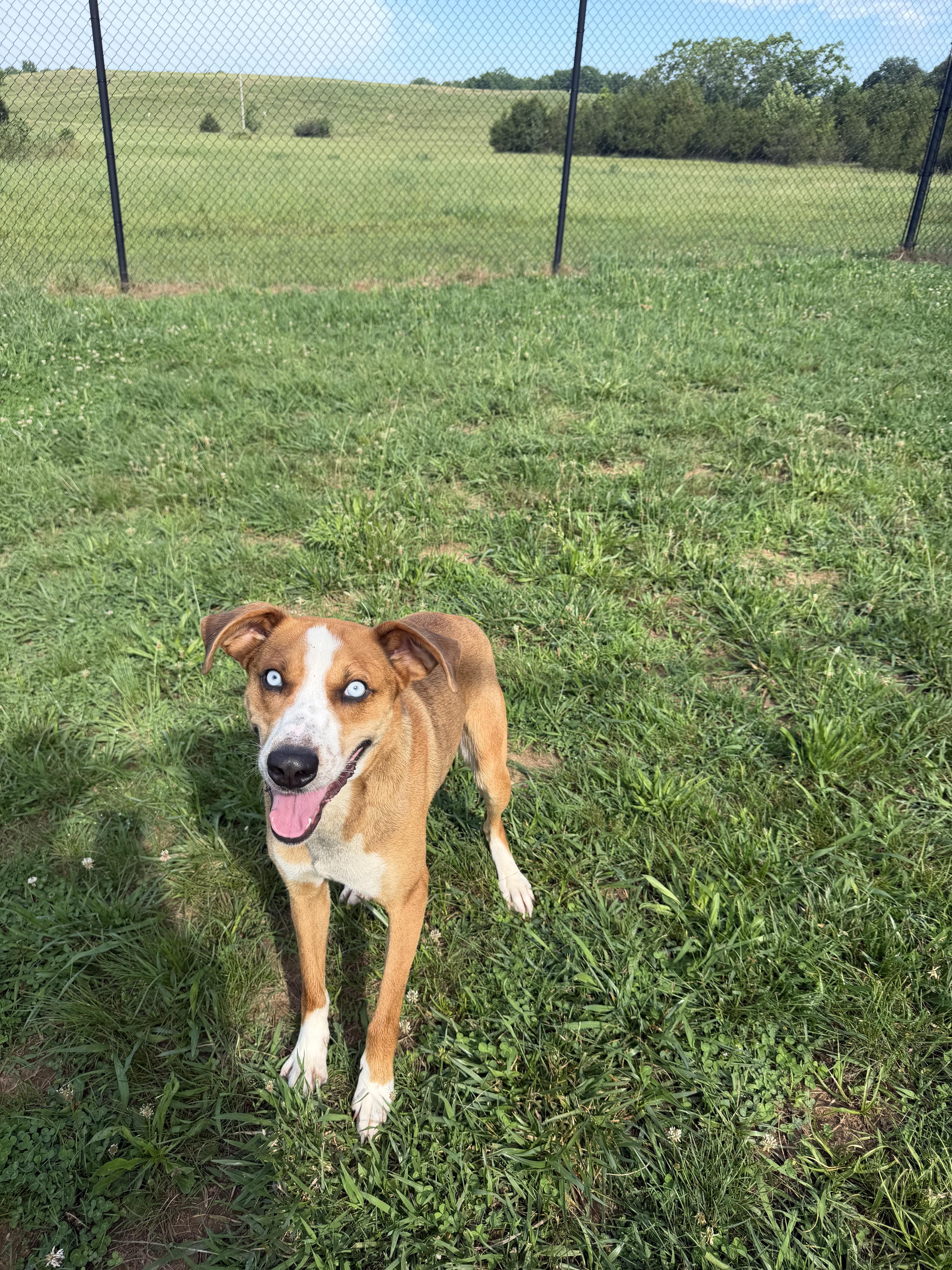 Miller, a ADOPTABLE mixed breed in Lebanon, TN image 6/6