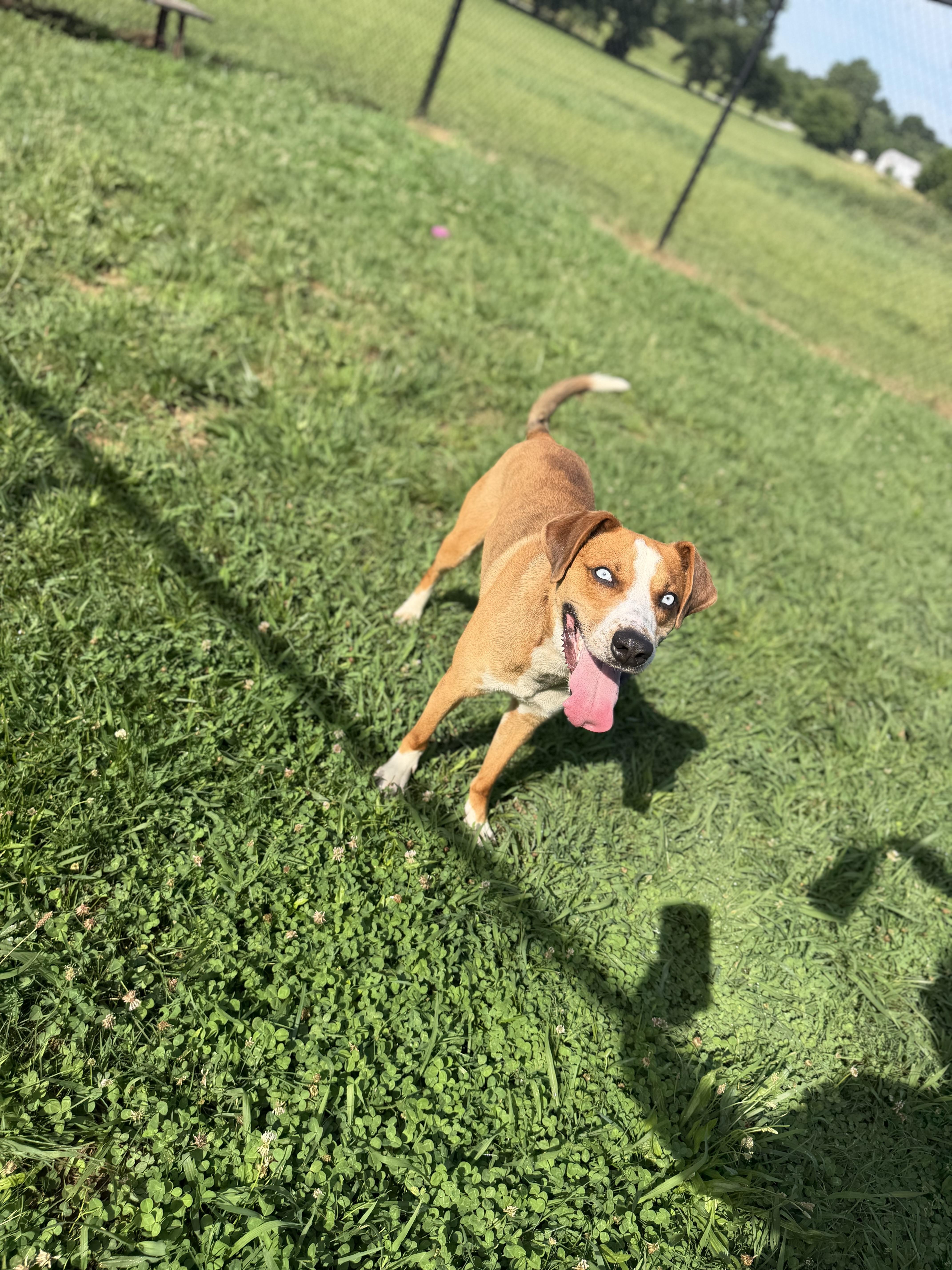 Miller, a ADOPTABLE mixed breed in Lebanon, TN image 2/6