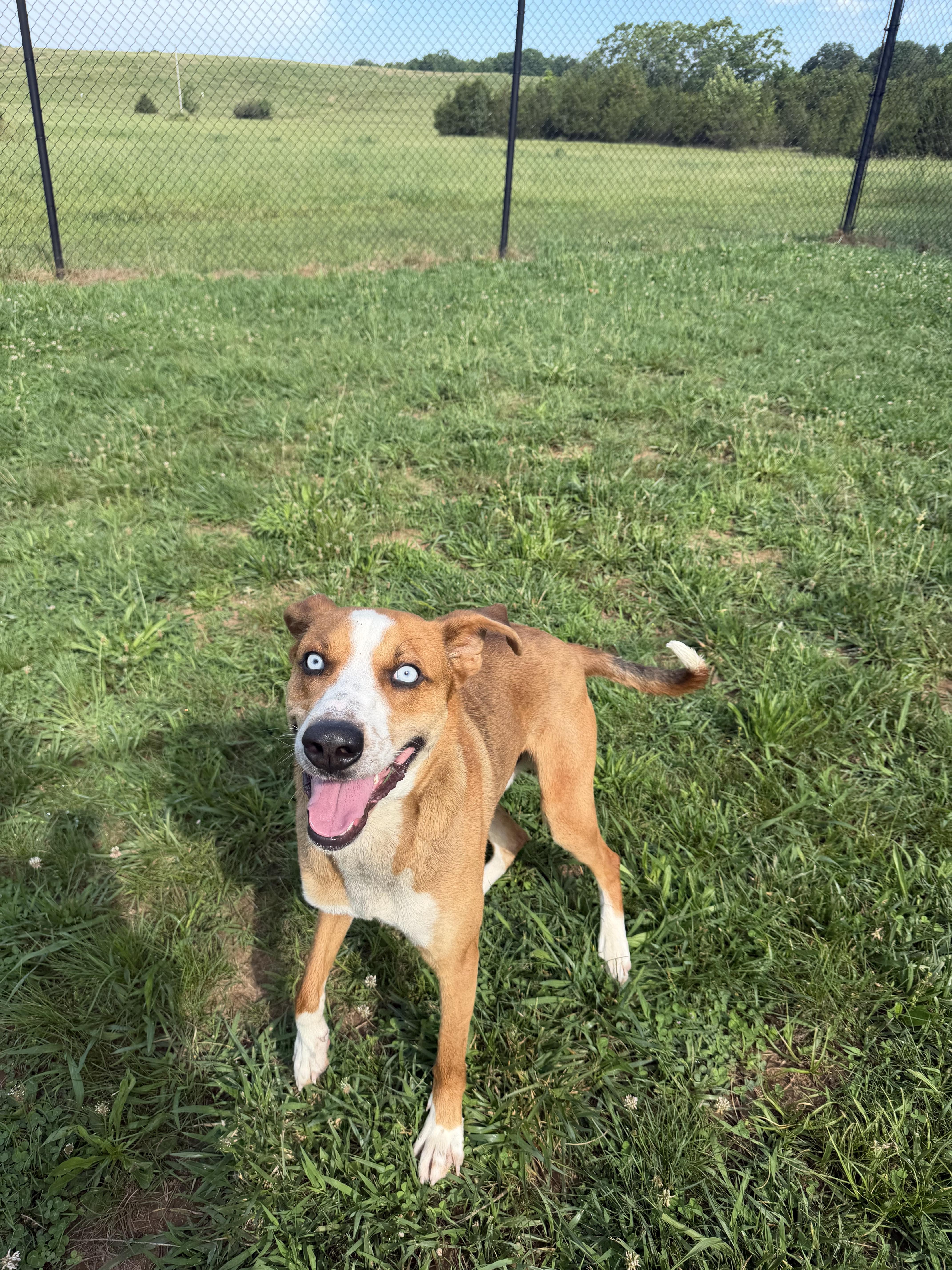 Miller, a ADOPTABLE mixed breed in Lebanon, TN image 4/6