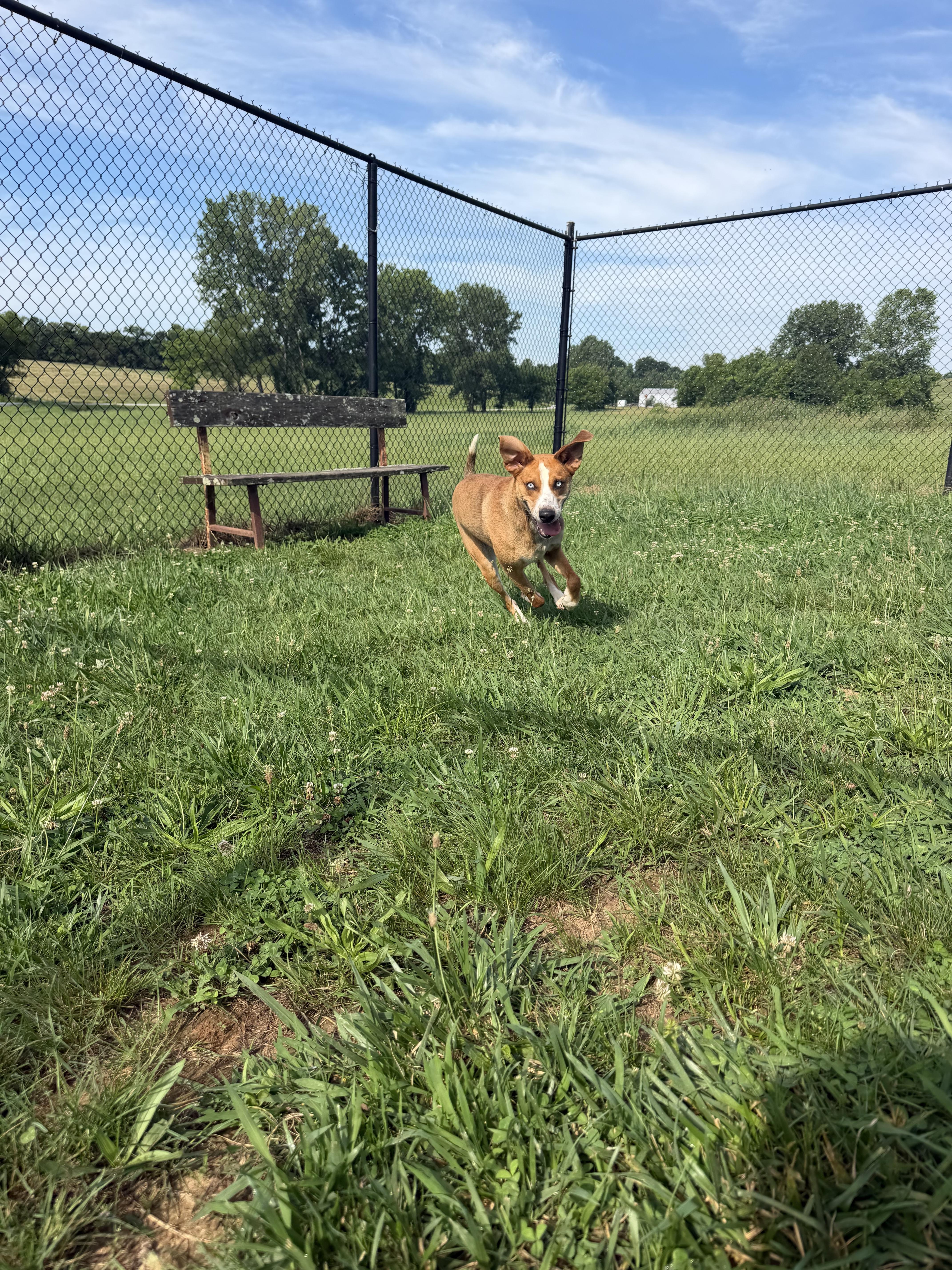 Miller, a ADOPTABLE mixed breed in Lebanon, TN image 3/6