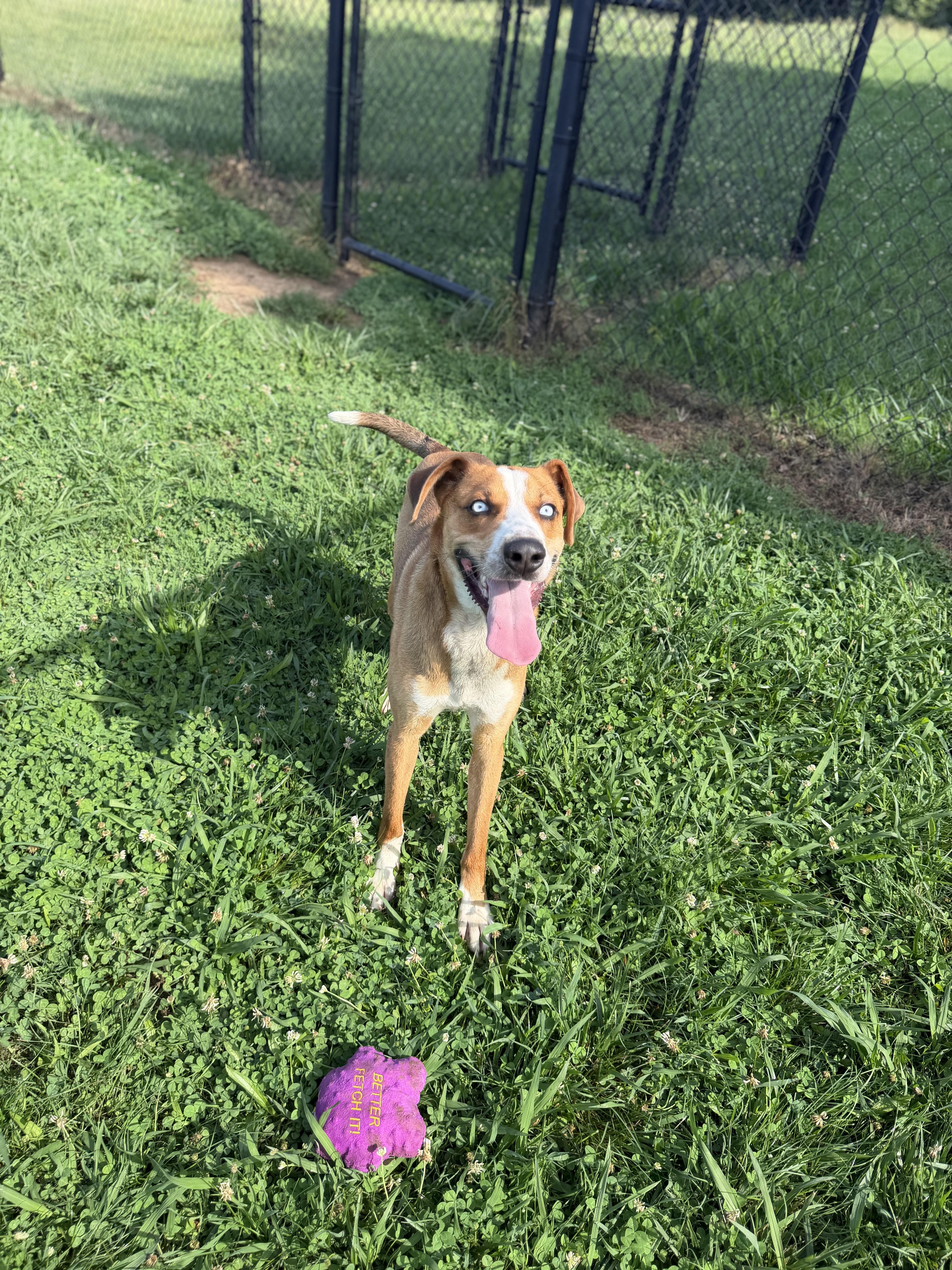 Miller, a ADOPTABLE mixed breed in Lebanon, TN image 5/6
