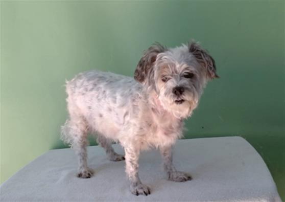 Enlarge REMY, a Adoptable Shih Tzu in Gardena, CA image 1/1