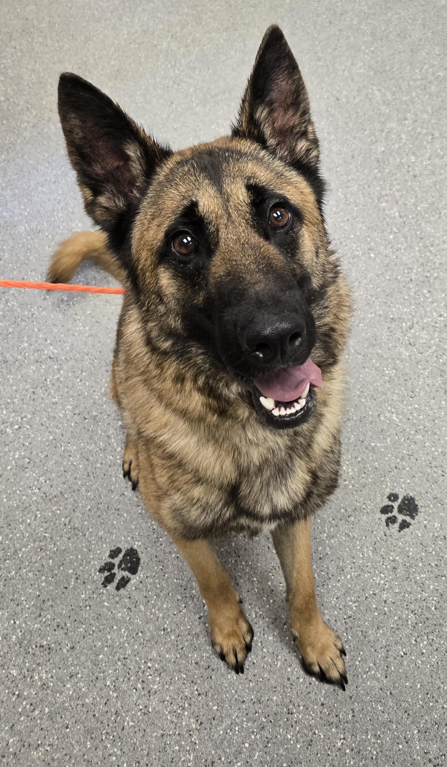 Enlarge Zeus, a ADOPTABLE German Shepherd Dog in Watertown, NY image 1/1