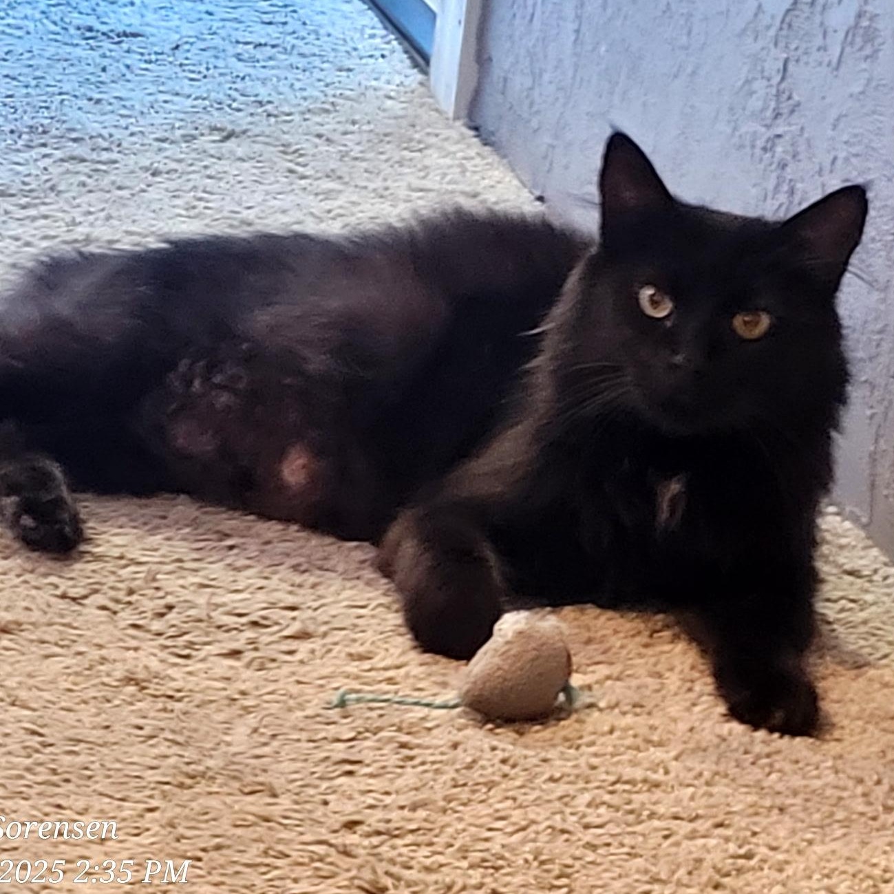 Misty, Adult Female Domestic Long Hair