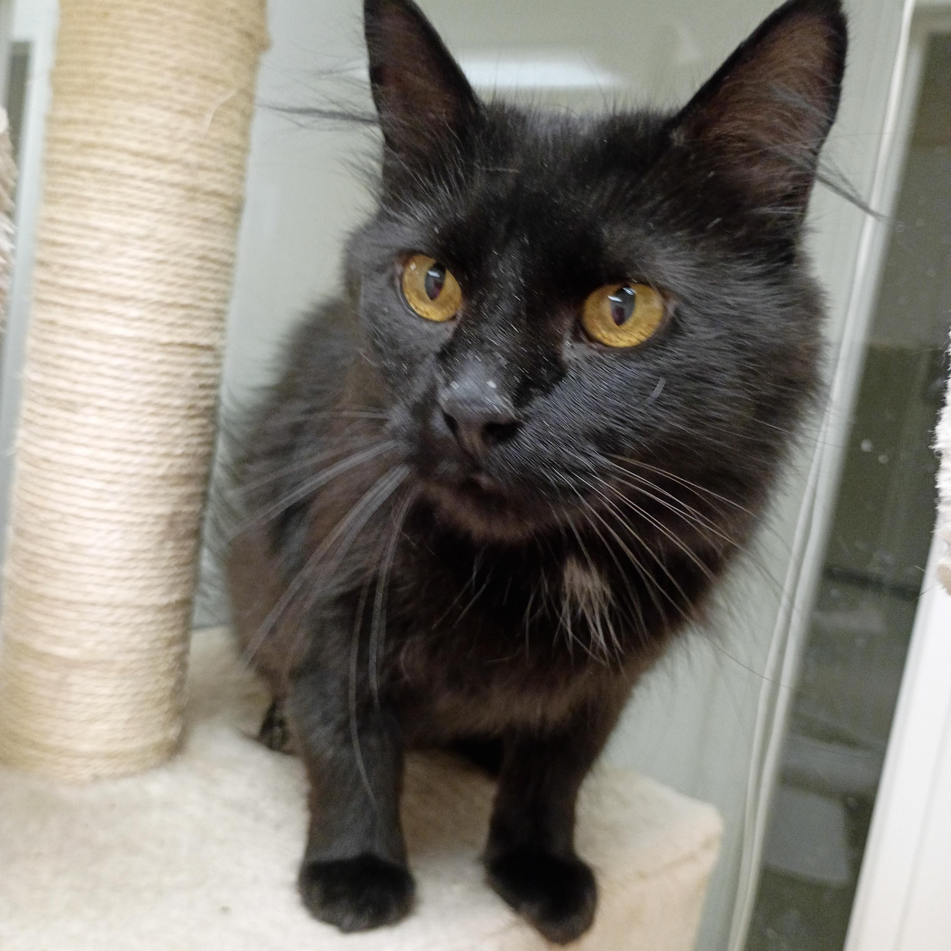 Misty, Adult Female unknown