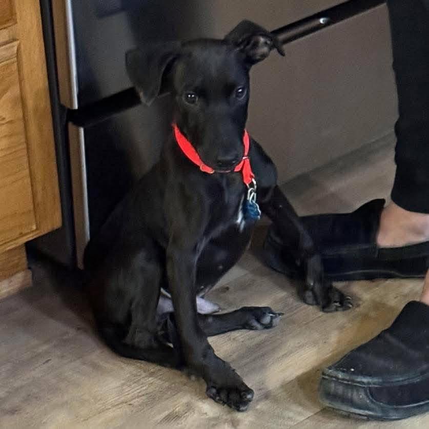 Enlarge Thor, a Adoptable Mixed Breed in Grand Island, NE image 1/3