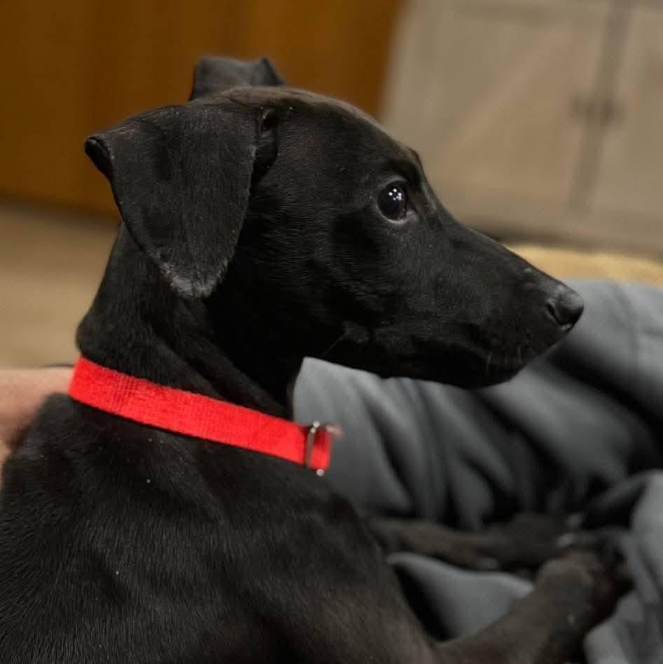 Enlarge Thor, a Adoptable Mixed Breed in Grand Island, NE image 2/3