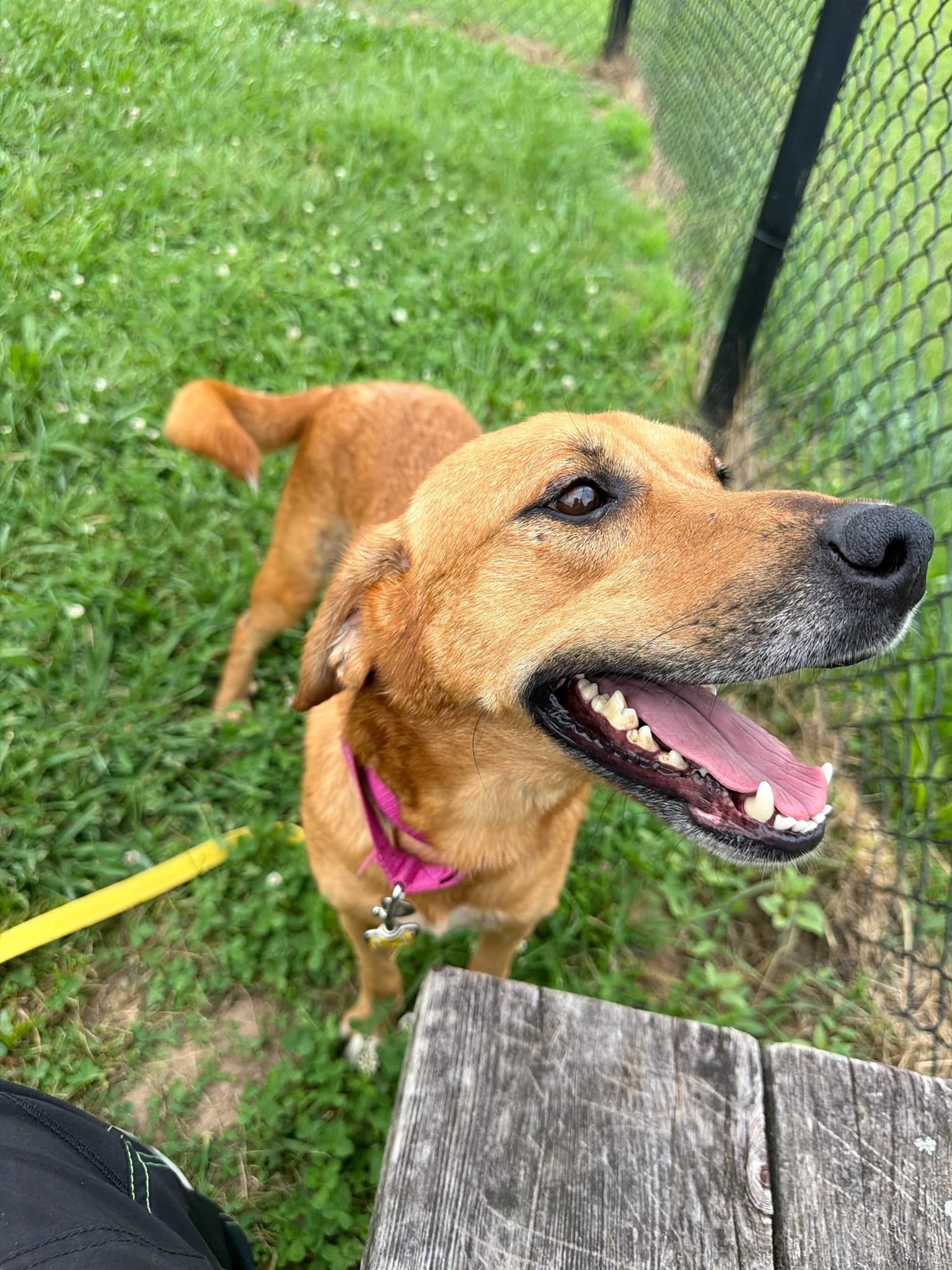 Enlarge Milly, an adopted Mixed Breed in Lebanon, TN image 4/4