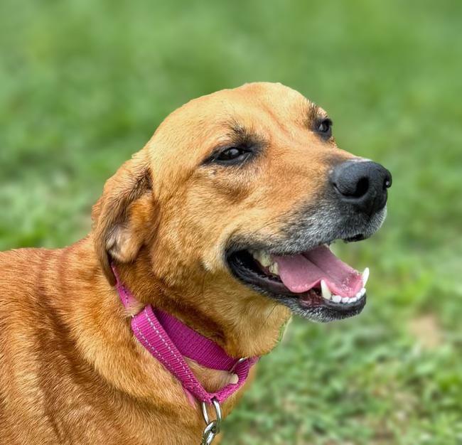Enlarge Milly, an adopted Mixed Breed in Lebanon, TN image 1/4