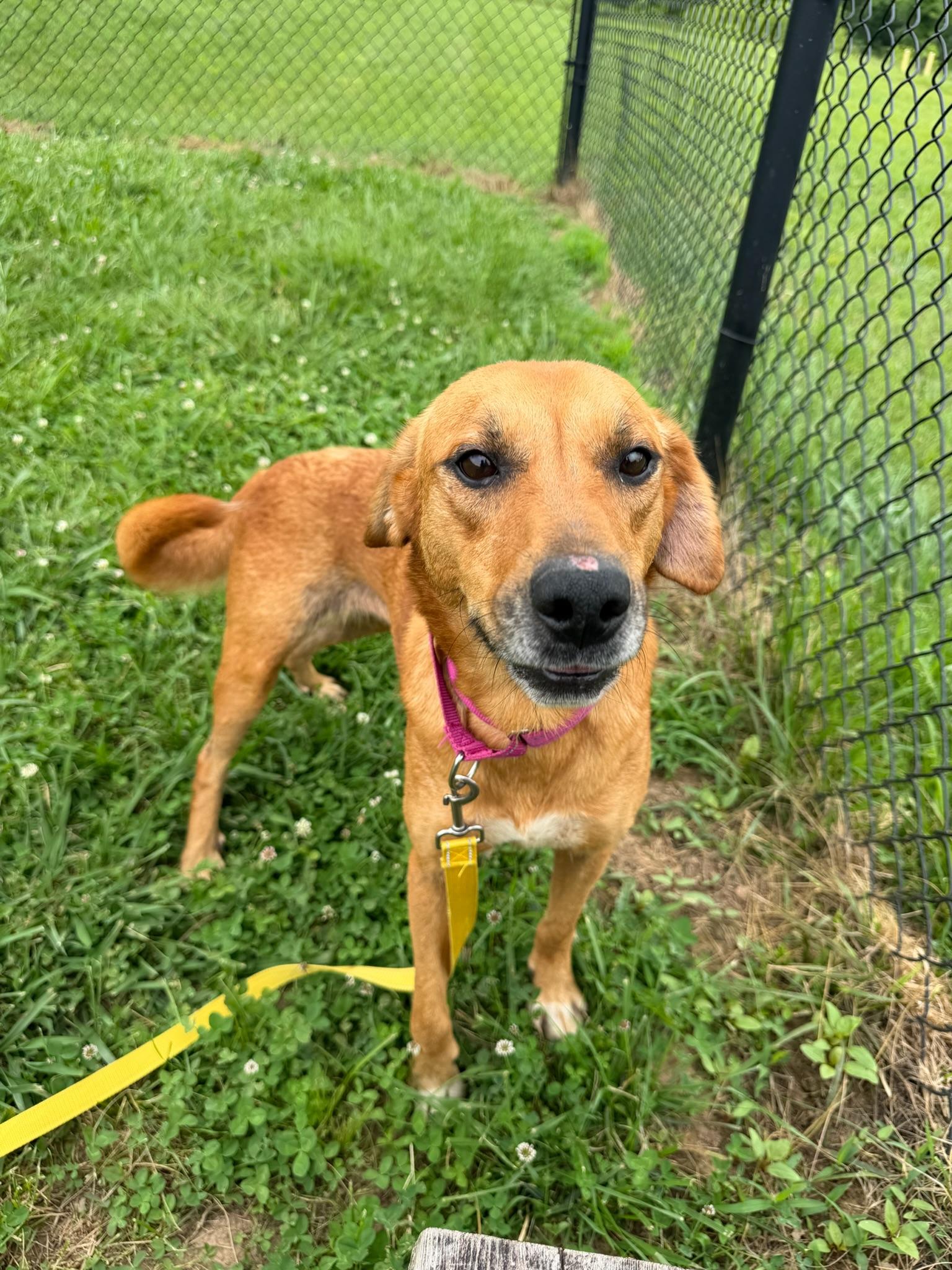 Enlarge Milly, an adopted Mixed Breed in Lebanon, TN image 2/4