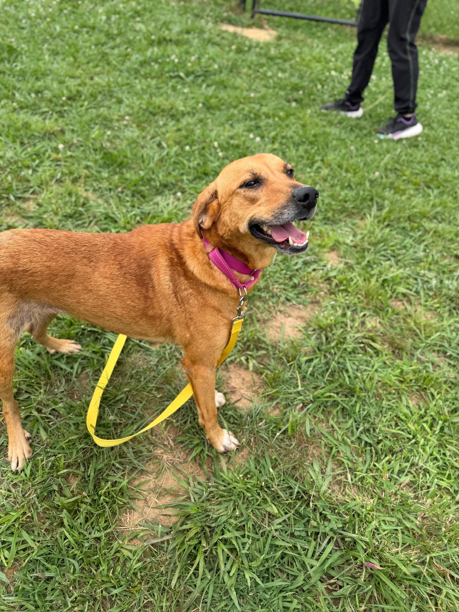 Enlarge Milly, an adopted Mixed Breed in Lebanon, TN image 3/4