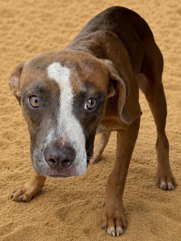 Enlarge Hans, a Adoptable Black Mouth Cur in Wauchula, FL image 1/1