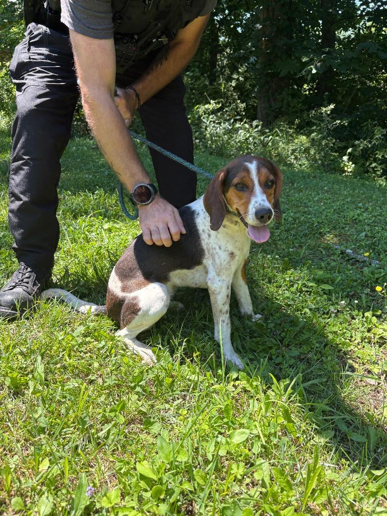 Kora, Adoptable, Young Female Beagle.