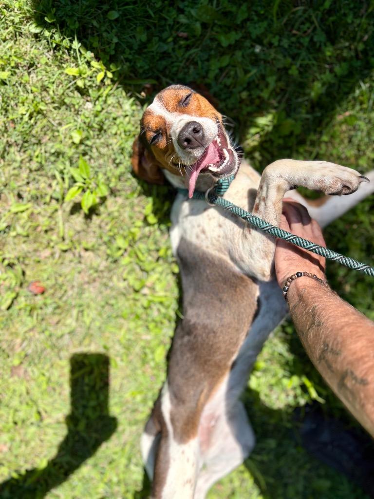 Enlarge Kora, a Adoptable mixed breed in Parsons, WV image 2/2