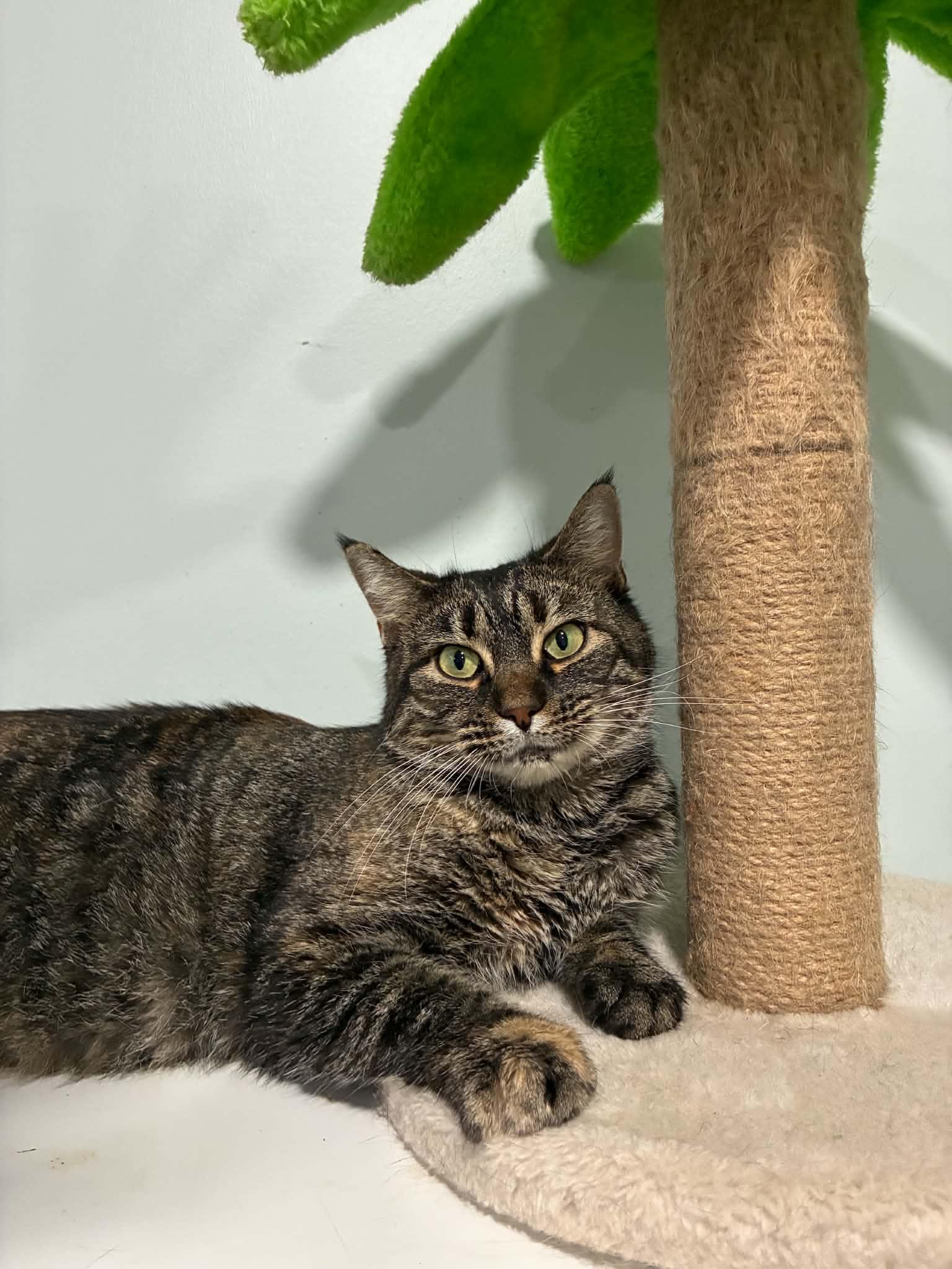 Enlarge Bea (FIV Positive), a Adoptable Domestic Short Hair in Millington, TN image 1/5