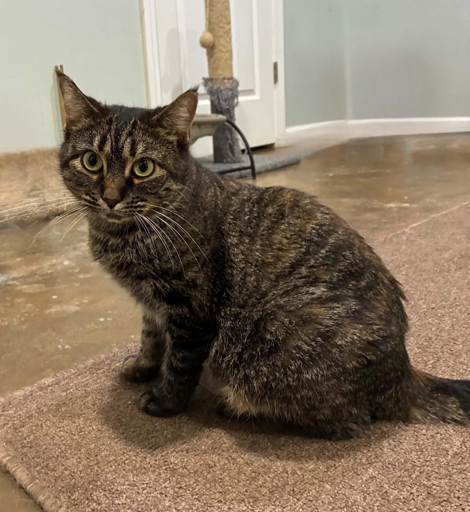 Enlarge Bea (FIV Positive), a Adoptable Domestic Short Hair in Millington, TN image 3/5