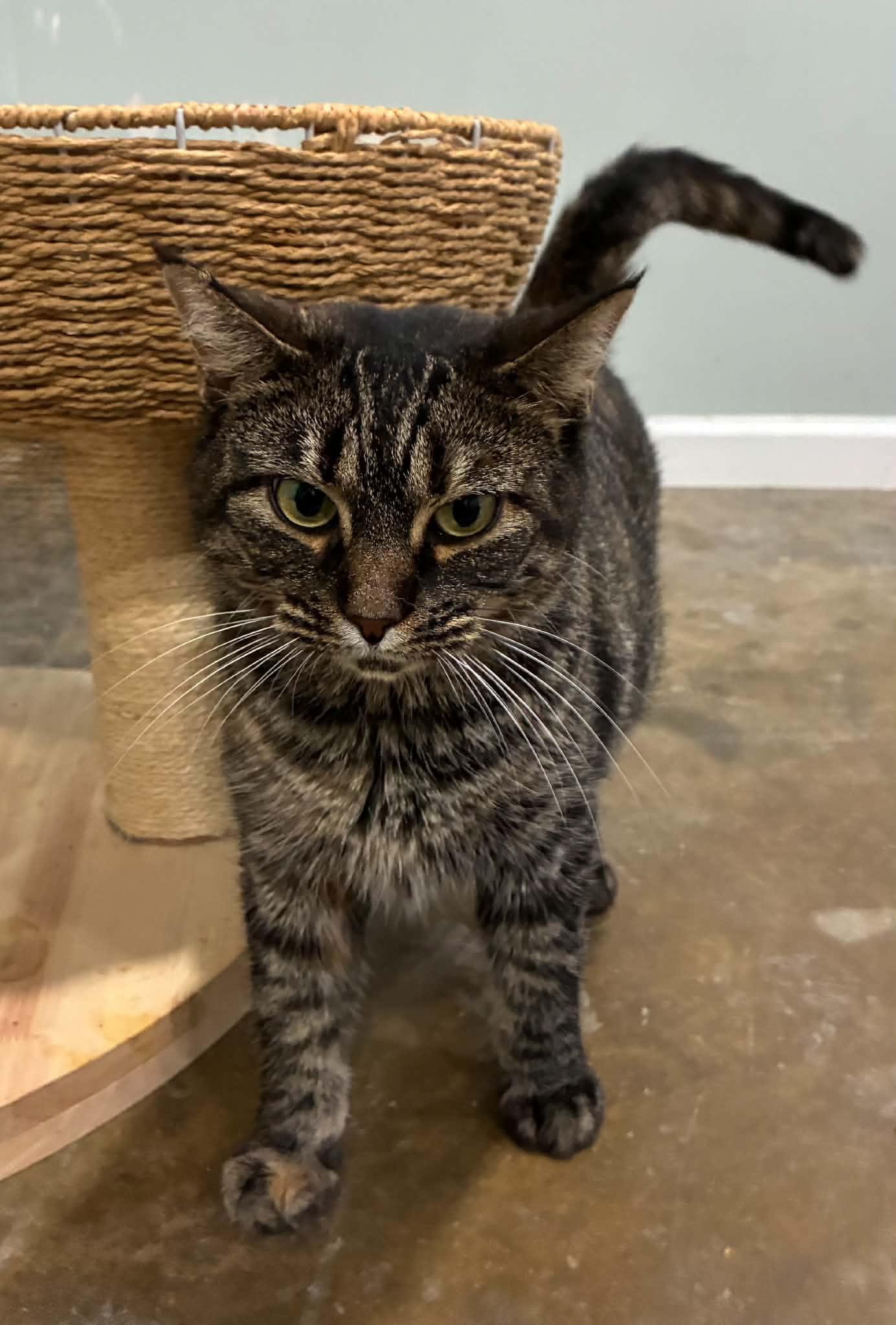Enlarge Bea (FIV Positive), a Adoptable Domestic Short Hair in Millington, TN image 2/5