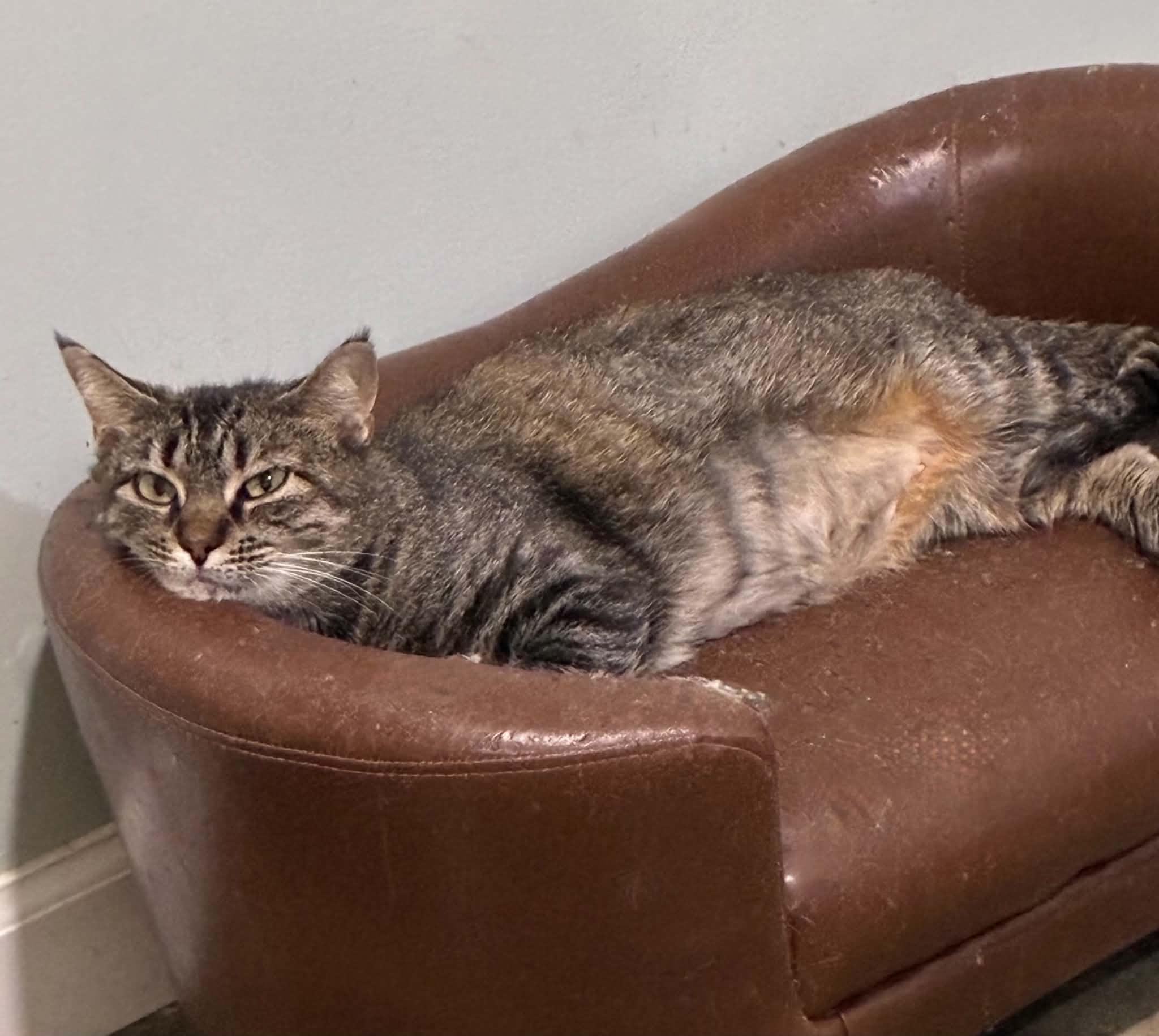 Enlarge Bea (FIV Positive), a Adoptable Domestic Short Hair in Millington, TN image 5/5