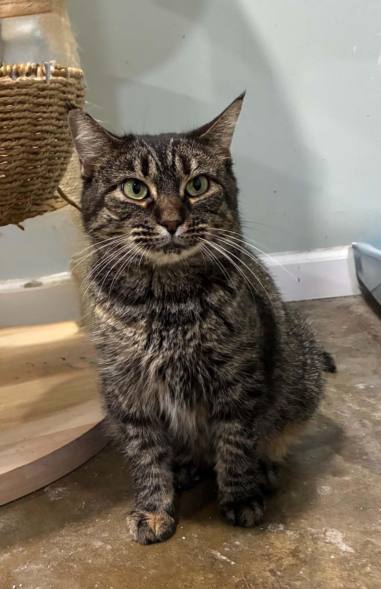Enlarge Bea (FIV Positive), a Adoptable Domestic Short Hair in Millington, TN image 4/5