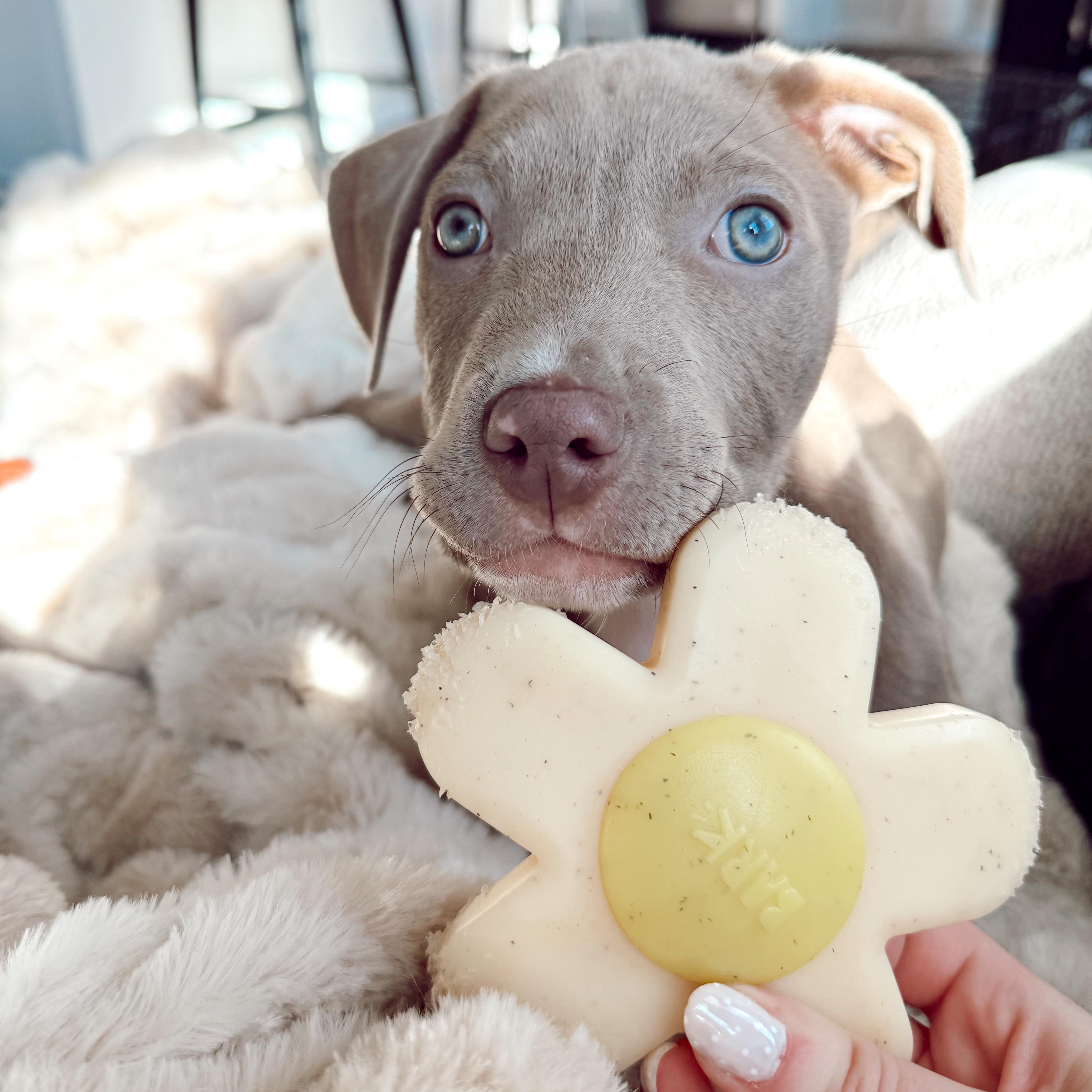 Plantain, Adoptable, Puppy Male Mixed Breed.