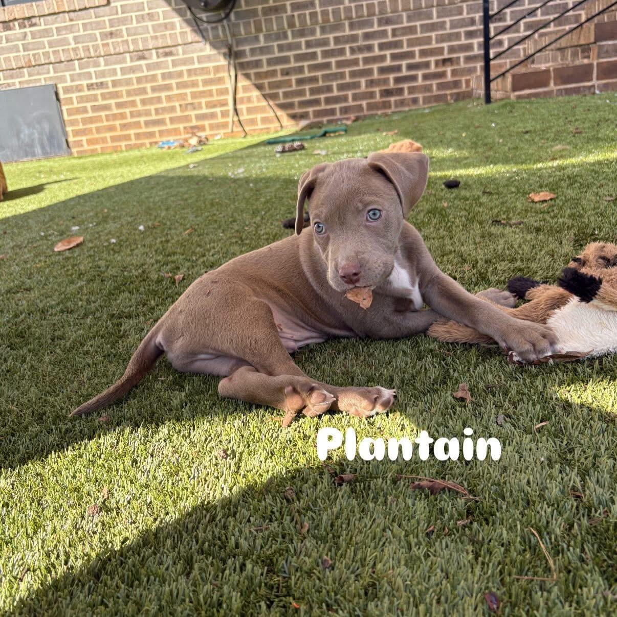 Enlarge Plantain, a Adoptable Mixed Breed in Charlotte, NC image 1/1