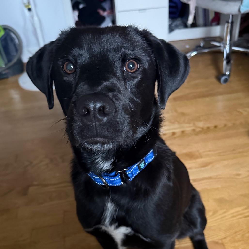 Mickey — thumbnail 2