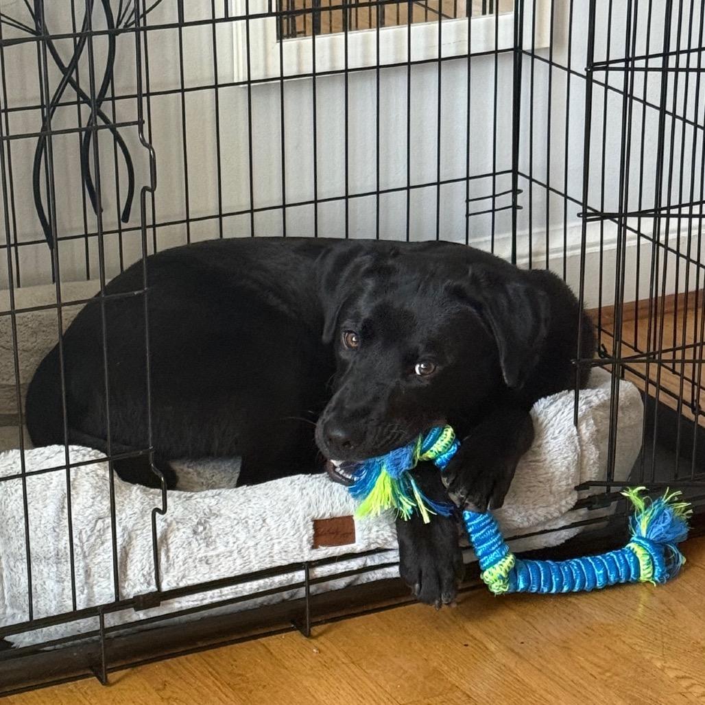 Mickey — thumbnail 3