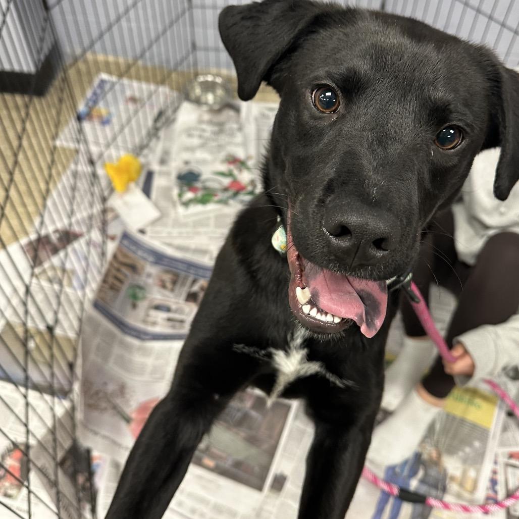 Mickey — thumbnail 4