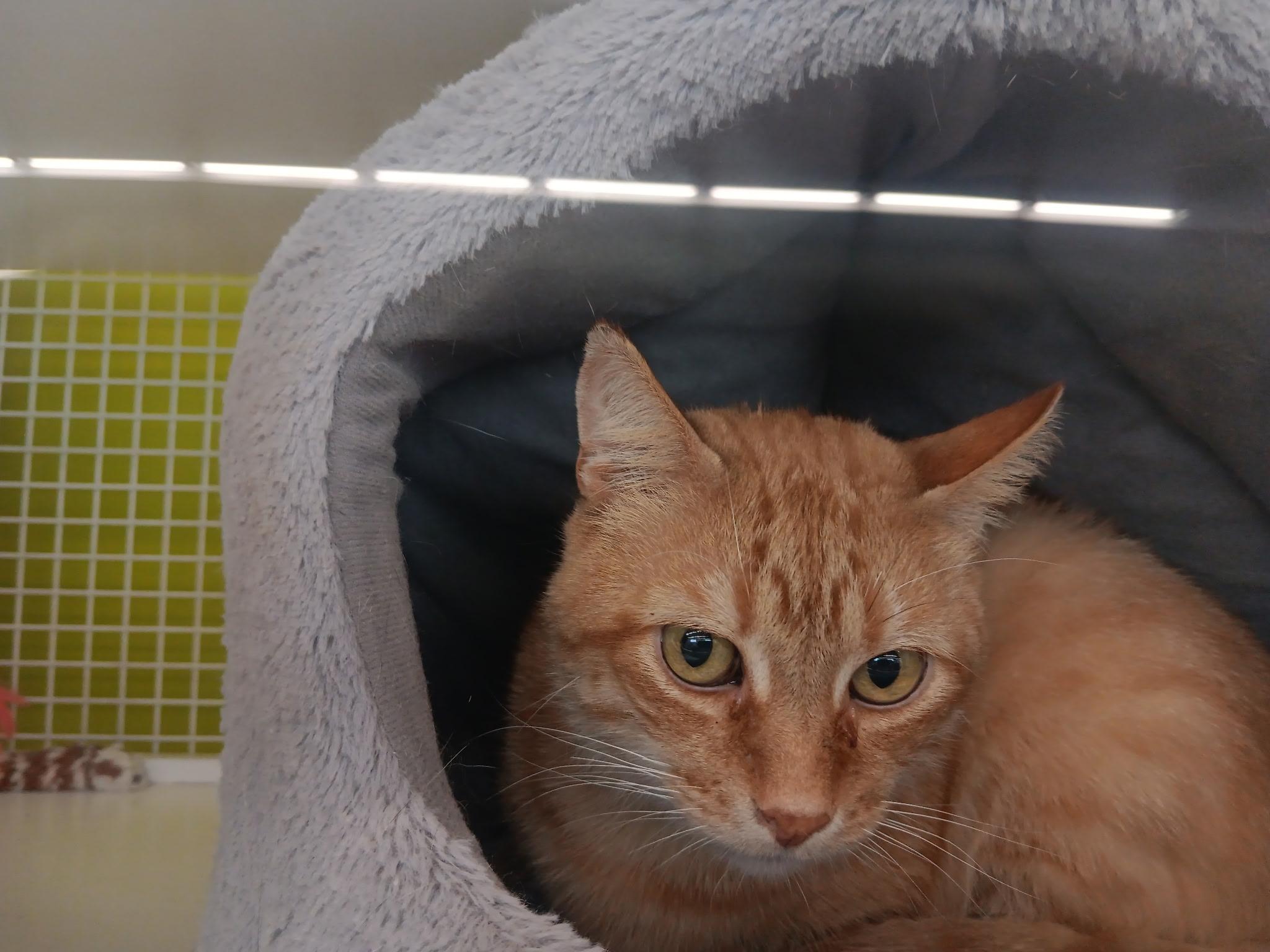 Enlarge Ti, a Adoptable American Shorthair in Hartselle, AL image 1/1