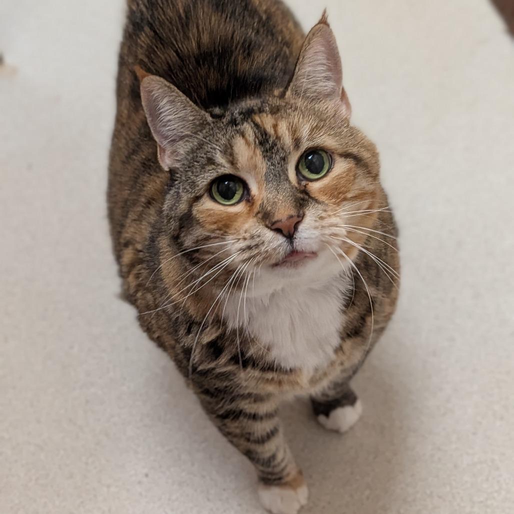 Kiki, Adoptable, Senior Female Domestic Short Hair & Mixed Breed.