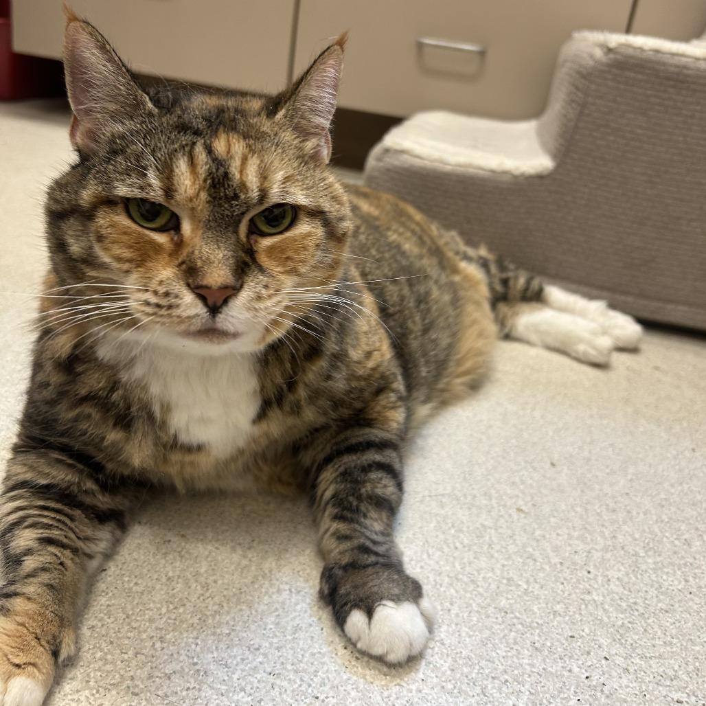 Enlarge Kiki, a Adoptable mixed breed in Springfield, MA image 2/4