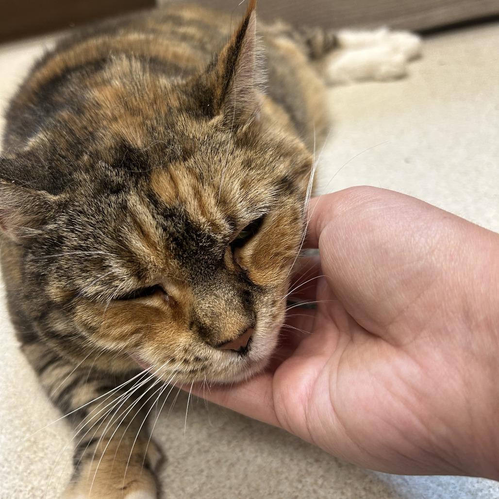 Enlarge Kiki, a Adoptable mixed breed in Springfield, MA image 3/4