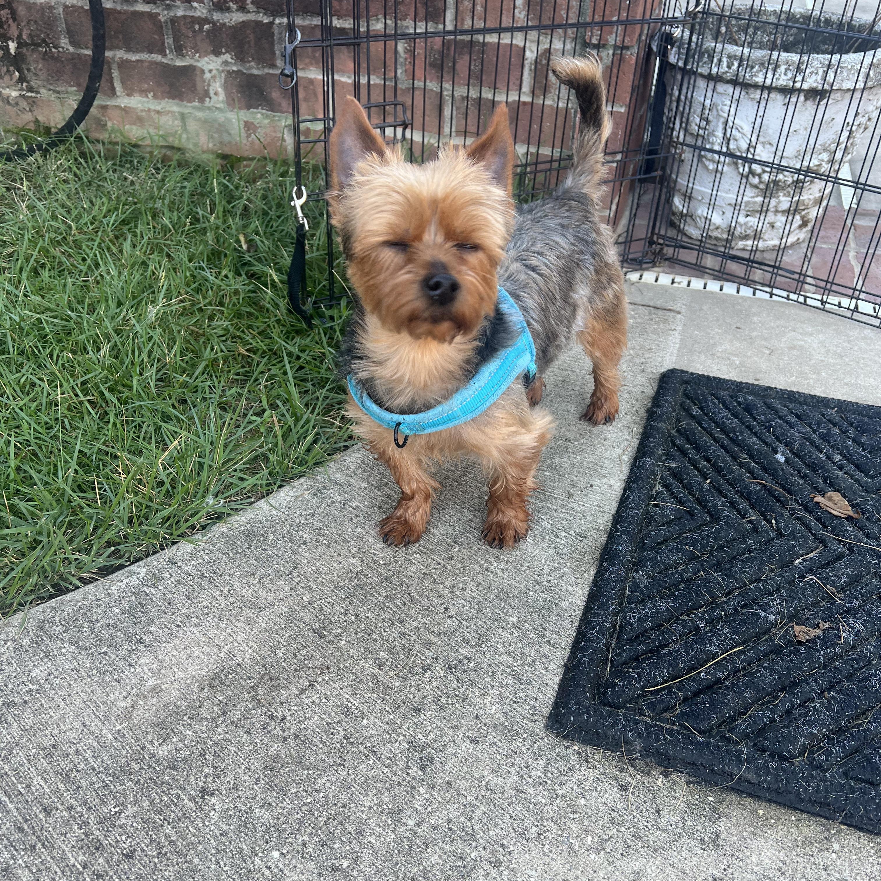 Buddy, Adopted, Young Male Yorkshire Terrier.