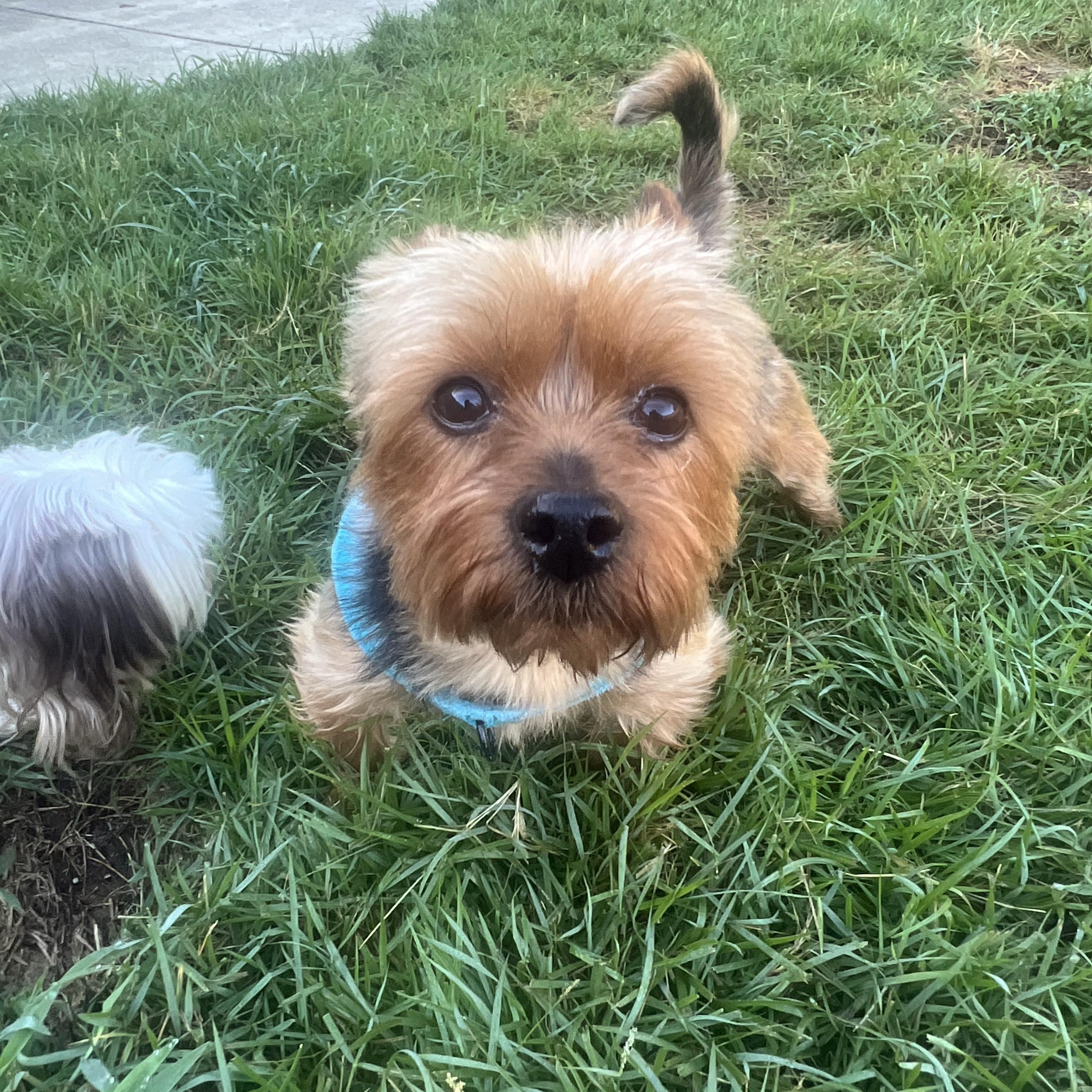Enlarge Buddy, a Adopted Yorkshire Terrier in Mobile , AL image 2/4